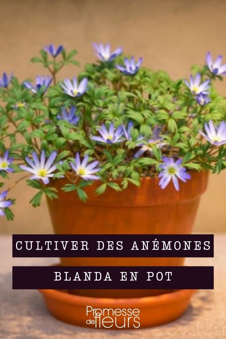 Cultivating {Anemone blanda}