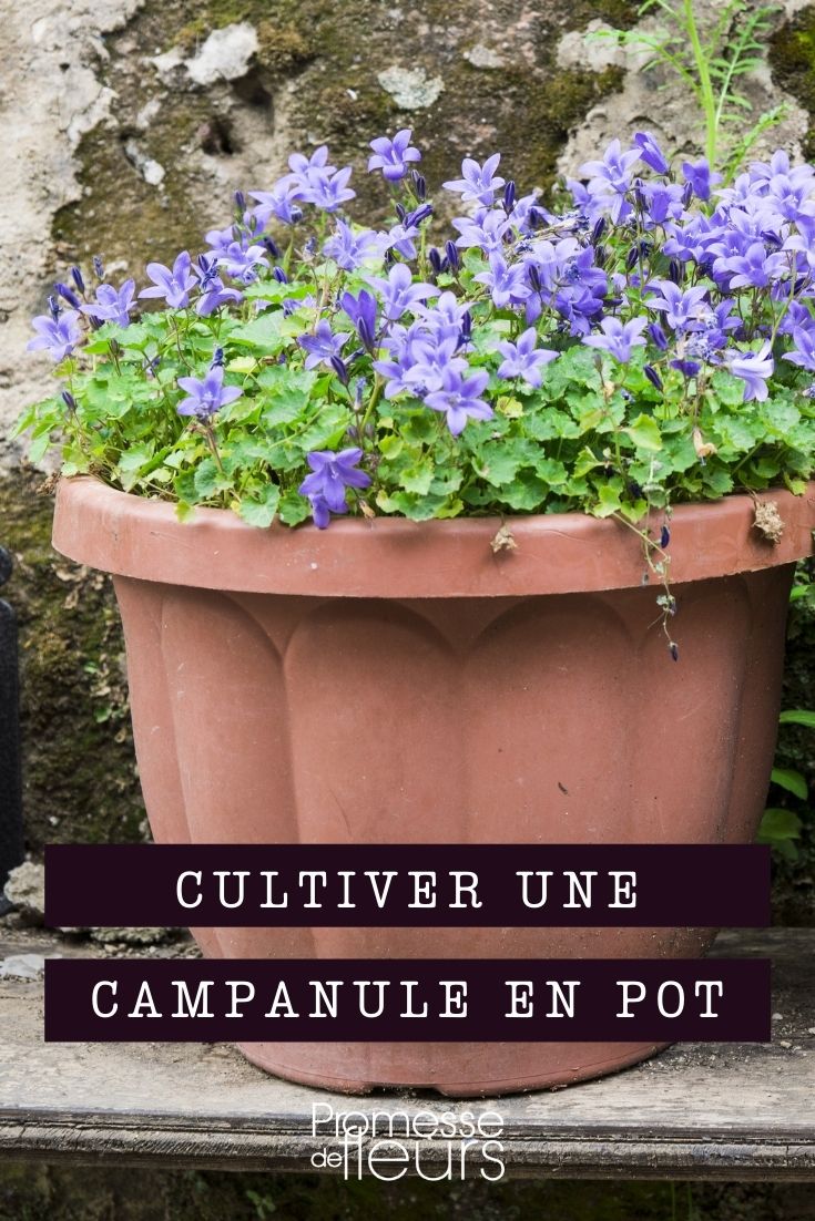 Growing Campanulate Flowers in Pots