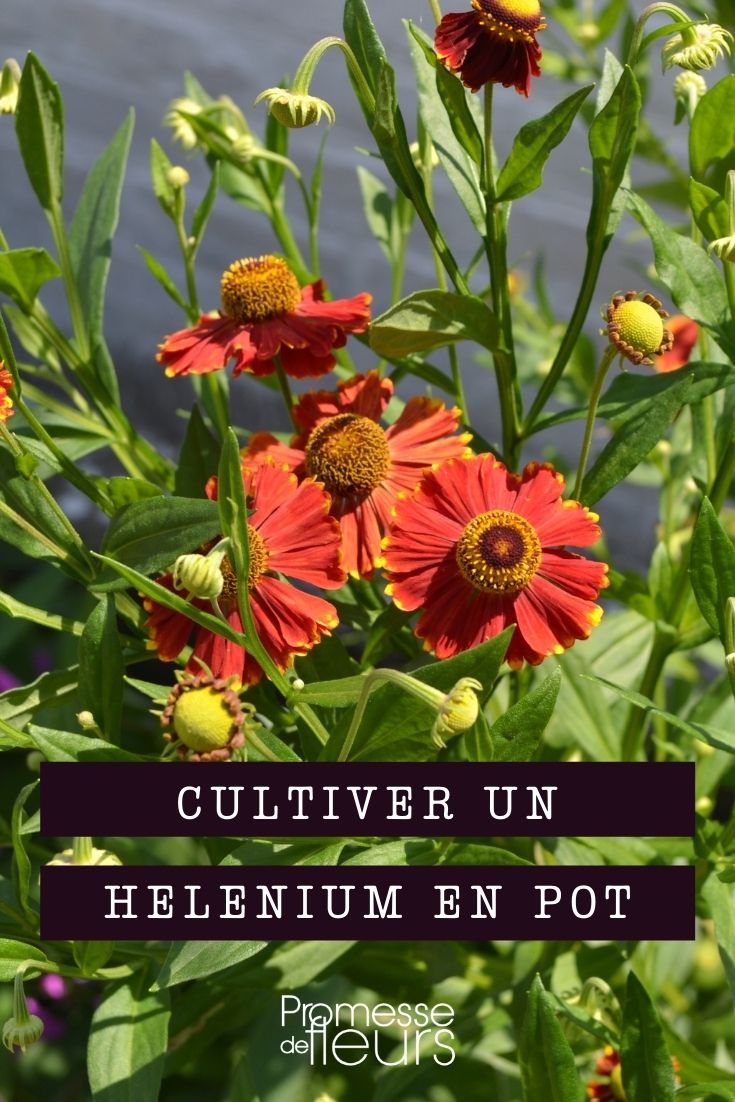 Growing Helenium in a Pot