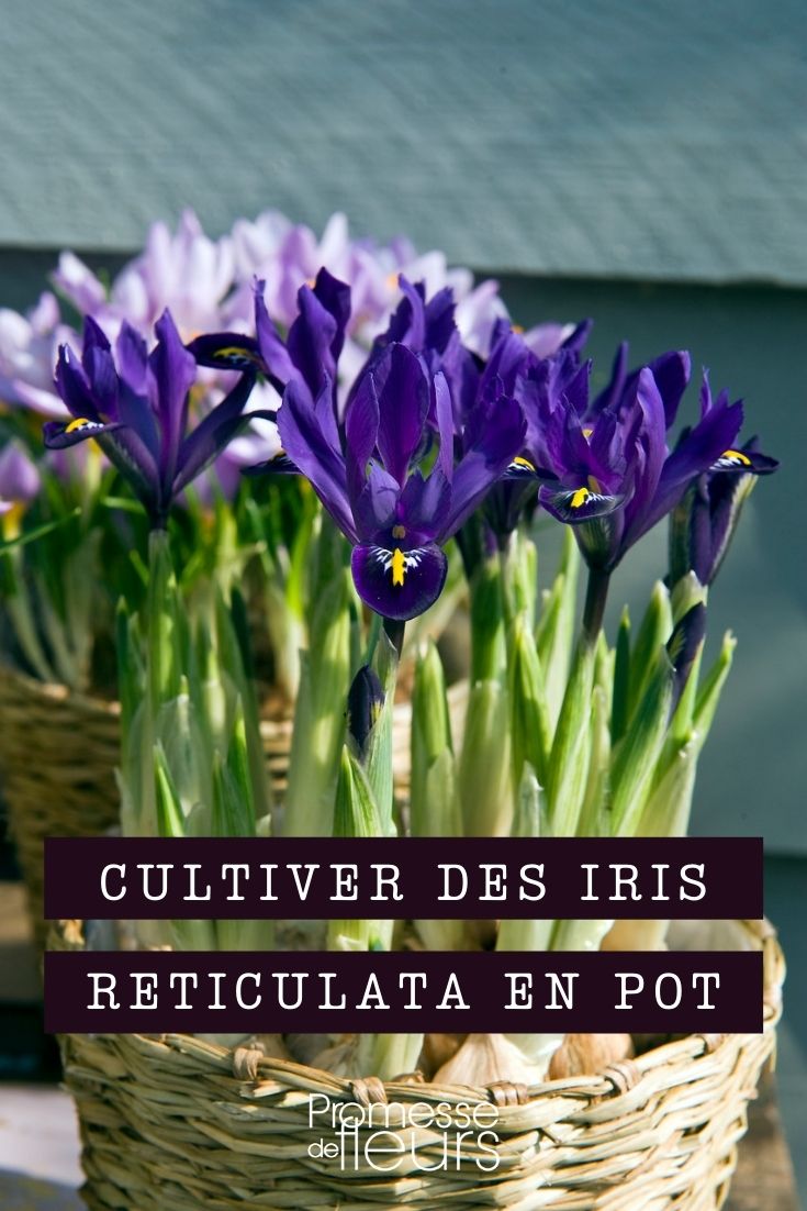 Growing Iris reticulata in Pots

Iris reticulata, commonly known as the netted iris, is a delightful addition to any garden, offering a splash of colour early in the year. If you're limited on space or prefer container gardening, growing these irises in pots is an excellent choice. Here’s a simple guide to help you successfully cultivate Iris reticulata in containers.

**Choosing the Right Pot**
Select a pot that is at least 15-20 cm deep with adequate drainage holes to prevent waterlogging, which can be detrimental to the bulbs. Terracotta or ceramic pots are ideal as they provide good airflow and help maintain a stable temperature around the roots.

**Soil and Planting**
Use a well-draining soil mix, ideally one formulated for bulbs or a mix of garden soil and sand or perlite. Plant the bulbs in autumn, placing them about 10 cm deep and 5 cm apart. The pointed end of the bulb should face upwards.

**Positioning**
Iris reticulata thrives in a sunny spot. The direct sunlight encourages robust growth and vibrant blooms. If you're in a particularly hot climate, a position that offers morning sunlight and afternoon shade would be ideal to prevent the bulbs from overheating.

**Watering**
Water the bulbs moderately after planting to settle the soil around them. Throughout the growing season, keep the soil moist but not waterlogged. Once the leaves start to die back after flowering, reduce watering to allow the bulbs to dry out and enter dormancy.

**Feeding**
Feed your Iris reticulata with a low-nitrogen, high-potassium fertilizer to support flowering. Apply this at the beginning of the growing season and again after the flowers have faded.

**Aftercare**
Once the flowering is over and the foliage has died back, you can remove the spent leaves. Leave the bulbs in the pot and store in a cool, dry place during the dormancy period. Alternatively, you can lift the bulbs, clean and store them in a mesh bag in a dry, cool place until it's time to replant them in autumn.

**Pest and Disease Management**
Keep an eye out for slugs and snails, which can damage young shoots. Also, ensure good air circulation to prevent fungal diseases such as bulb rot.

By following these simple steps, you can enjoy the stunning blooms of Iris reticulata even in a small garden or balcony. Happy gardening!