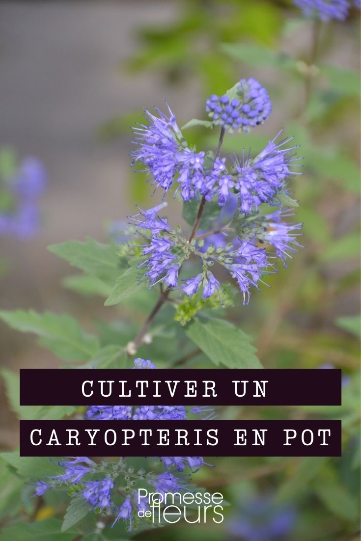 Growing a Caryopteris in a Pot