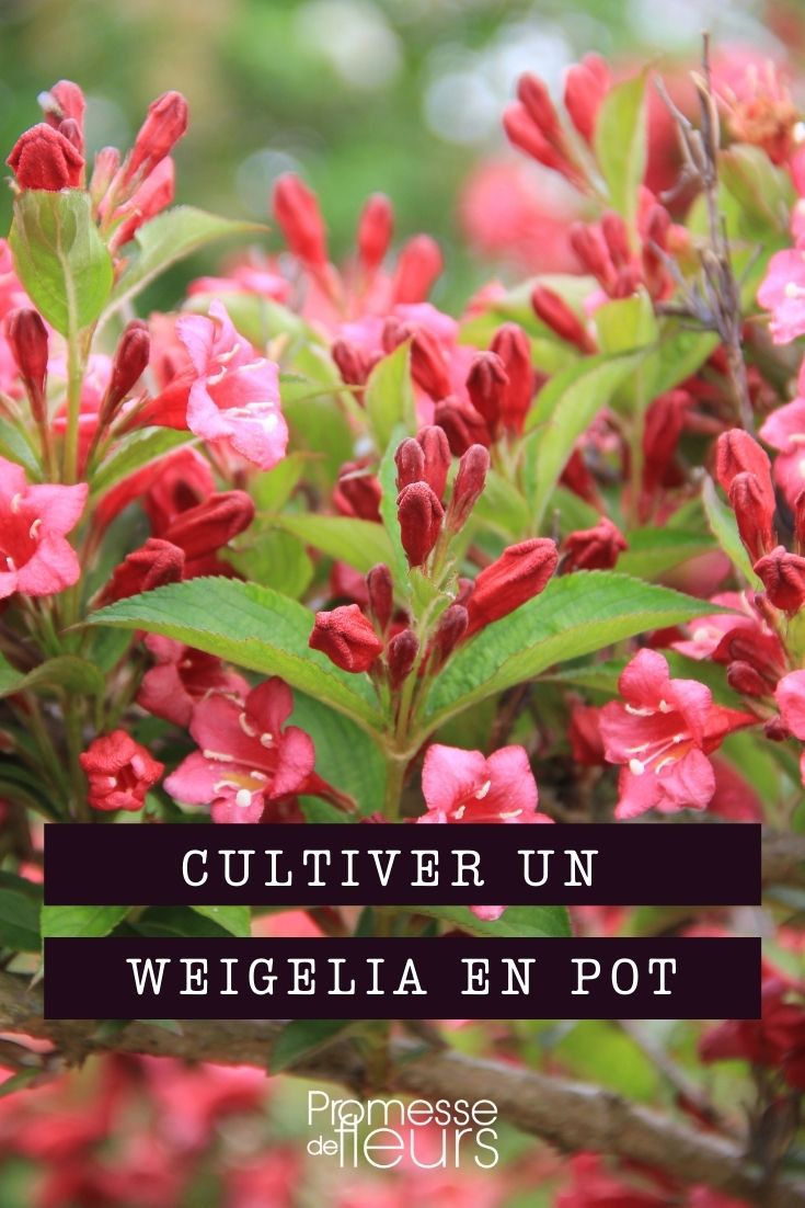 Growing a Weigela in a Pot