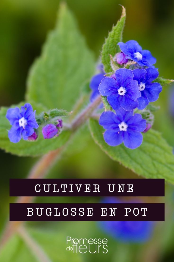 Bugloss, Anchusa: Pot Cultivation