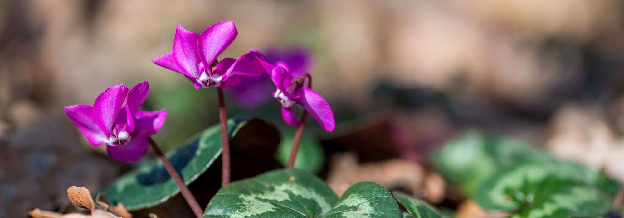 How to pair ivy-leaved cyclamen?