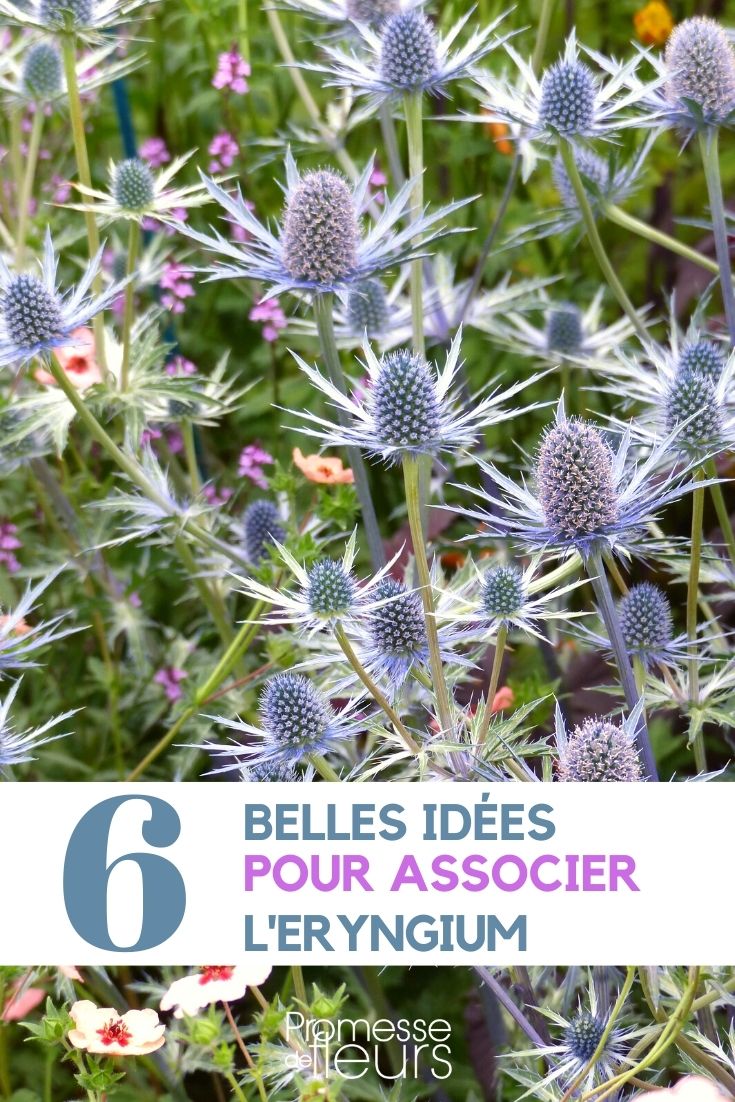 Plant Pairing Ideas: Eryngium