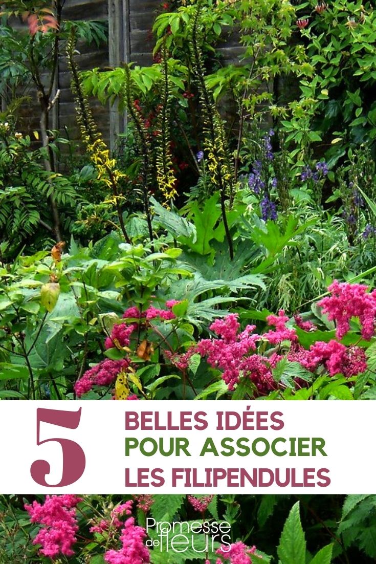 Filipendula: Our Plant Pairing Suggestions