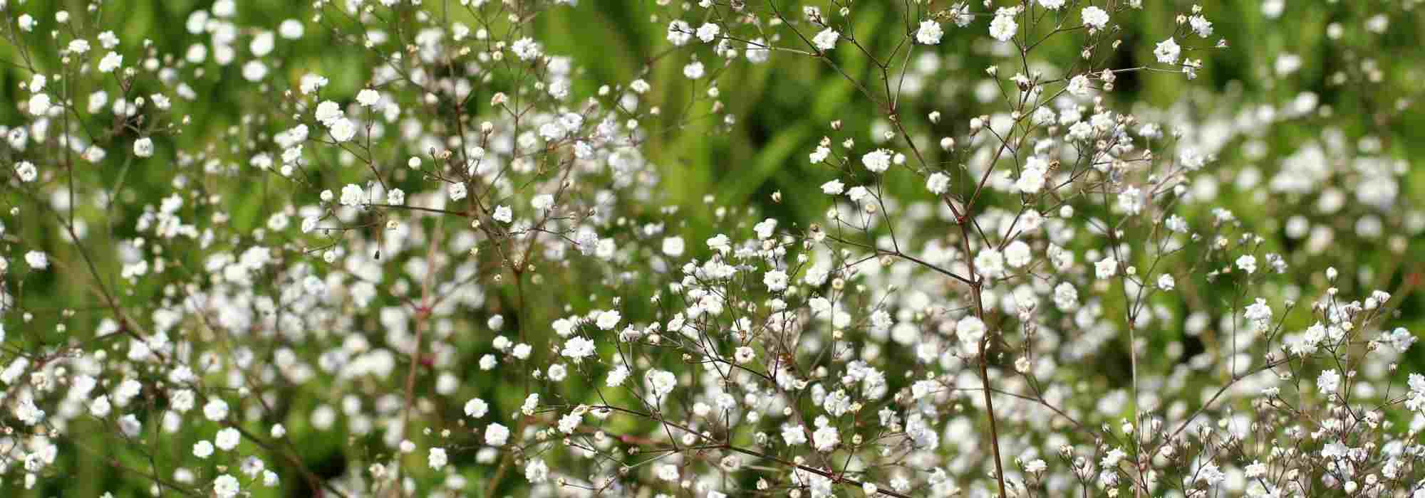 Growing gypsophila in pots