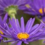 The most beautiful Asters