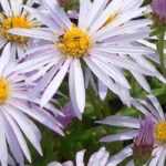 Disease-resistant asters