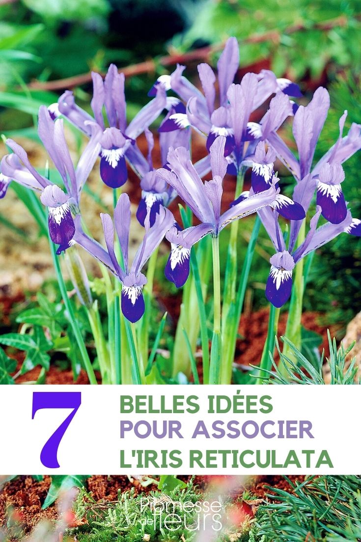 Iris reticulata: How to Pair This Charming Bloom

The Iris reticulata, commonly known as the netted iris, is a delightful early spring bloomer that brings vibrant colour and charm to any garden. Its striking blue or purple flowers, often adorned with a splash of yellow or white, make it a favourite among garden enthusiasts. If you're looking to enhance your garden with these beautiful irises, here are some tips on how to best pair them.

### Ideal Companions for Iris reticulata

**1. Crocus Species**
- Pairing Iris reticulata with various crocus species can create a stunning display of early spring colour. The contrasting shapes and colours will enhance the visual appeal of your garden.

**2. Winter Aconite (Eranthis hyemalis)**
- The bright yellow flowers of the winter aconite make a beautiful contrast with the deep blues and purples of the Iris reticulata. This combination will light up any garden in early spring.

**3. Snowdrops (Galanthus nivalis)**
- Snowdrops, with their delicate white flowers, complement the bolder hues of Iris reticulata beautifully, creating a harmonious blend in the garden.

### Planting Tips

- **Location**: Choose a spot with full sun to partial shade. Iris reticulata thrives in well-drained soil, rich in organic matter.
- **Timing**: Plant the bulbs in autumn for a splendid spring display.
- **Depth and Spacing**: Plant the bulbs about 3-4 inches deep and 3 inches apart to allow for natural spreading.

### Care and Maintenance

- **Watering**: Keep the soil moderately moist during the growing season and reduce watering after the blooms have faded.
- **Feeding**: Apply a balanced fertilizer in early spring just as the shoots appear to promote vibrant blooms.
- **Aftercare**: Once the flowering ends, allow the leaves to die back naturally. This helps the plant to store energy for the next blooming season.

Incorporating Iris reticulata into your garden not only enhances its beauty but also extends the blooming season with its early flowers. By pairing it with the right companions, you can create a captivating garden display that heralds the arrival of spring. Happy gardening!