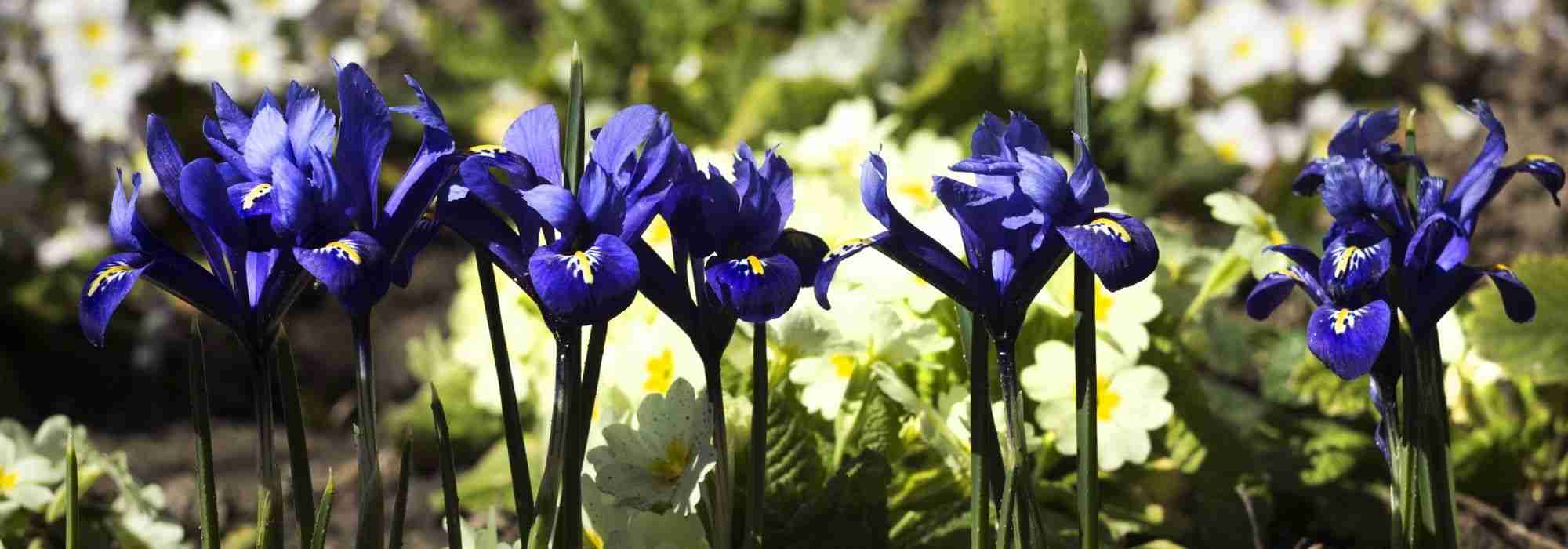 Pairing Iris reticulata