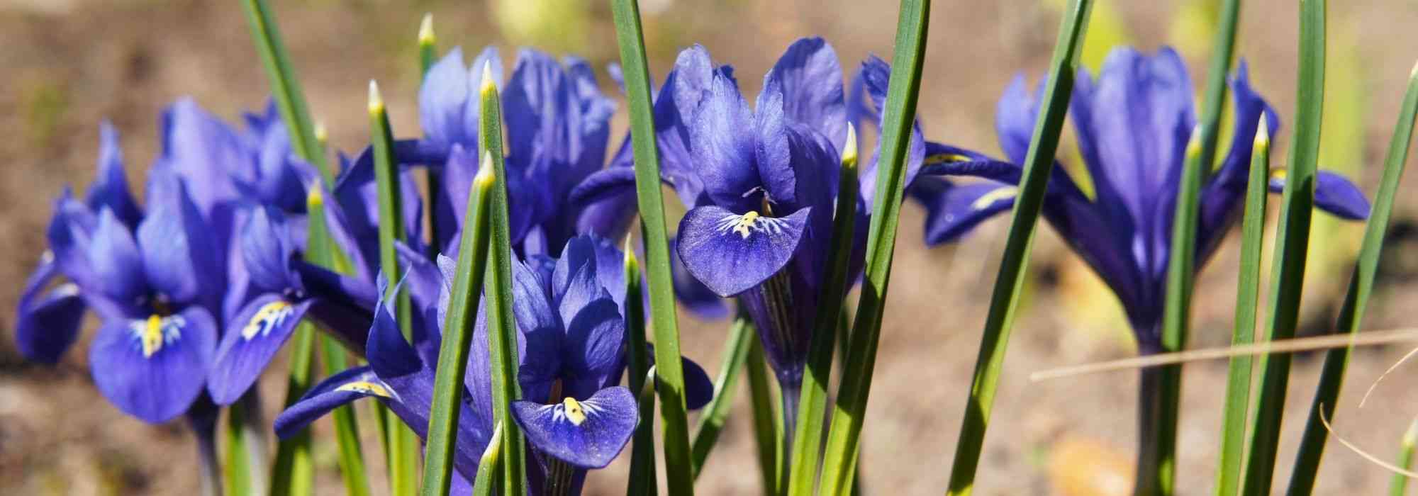 How to plant Iris reticulata?