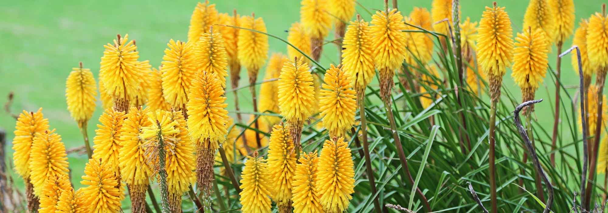 Choosing a kniphofia