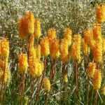7 ideas to pair Kniphofia