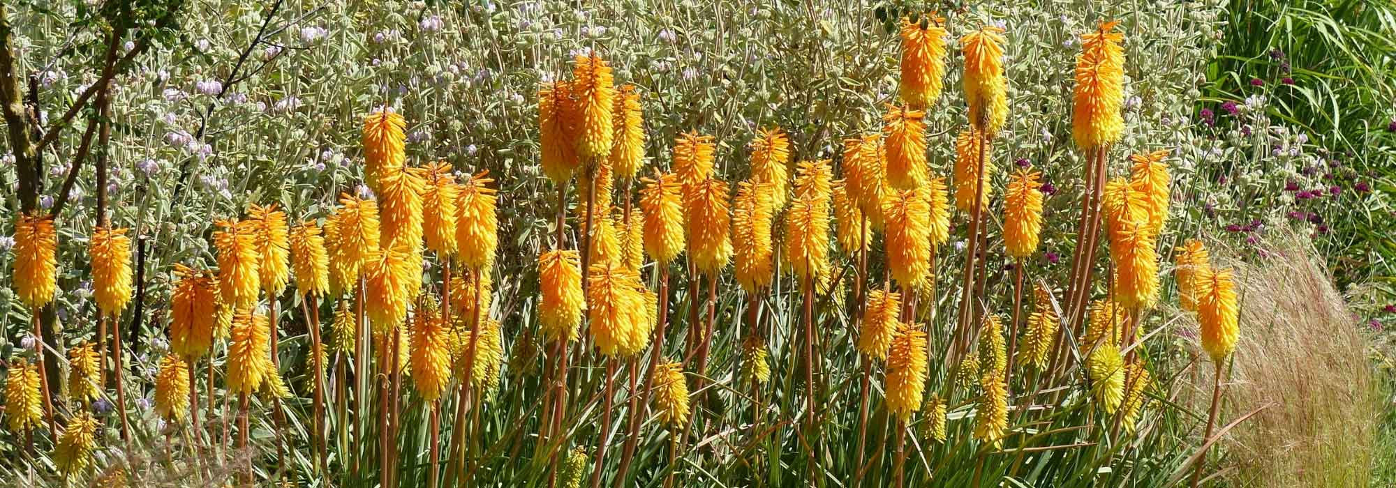 7 ideas to pair Kniphofia