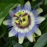 Which passionflower to plant according to your region?