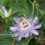 Passion flower and its benefits