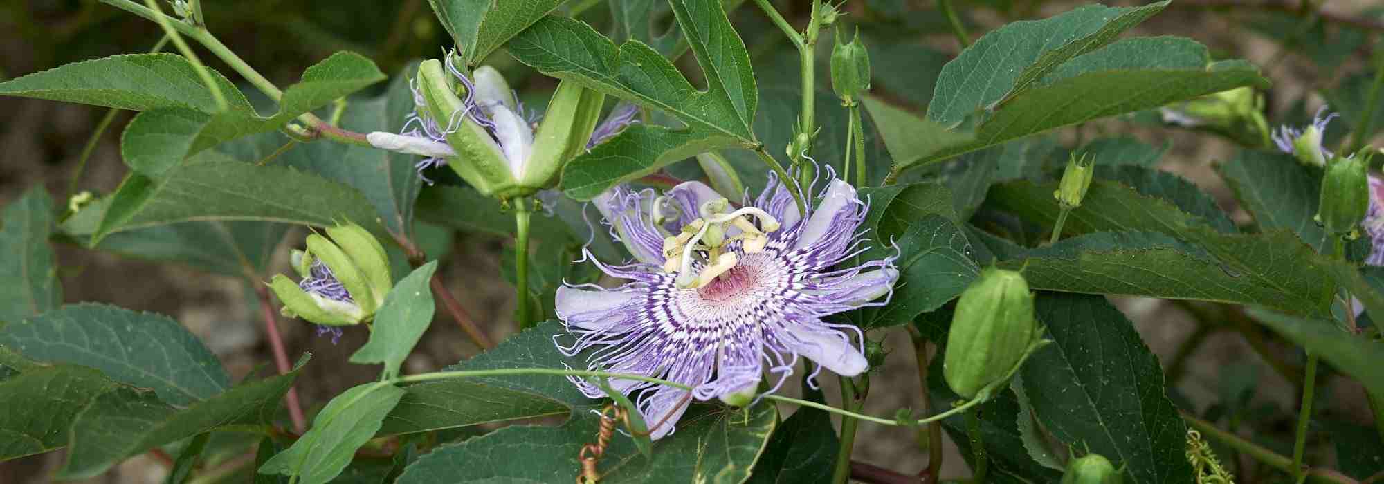 Passion flower and its benefits