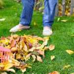 How to collect fallen leaves?