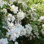 7 roses for shaded gardens