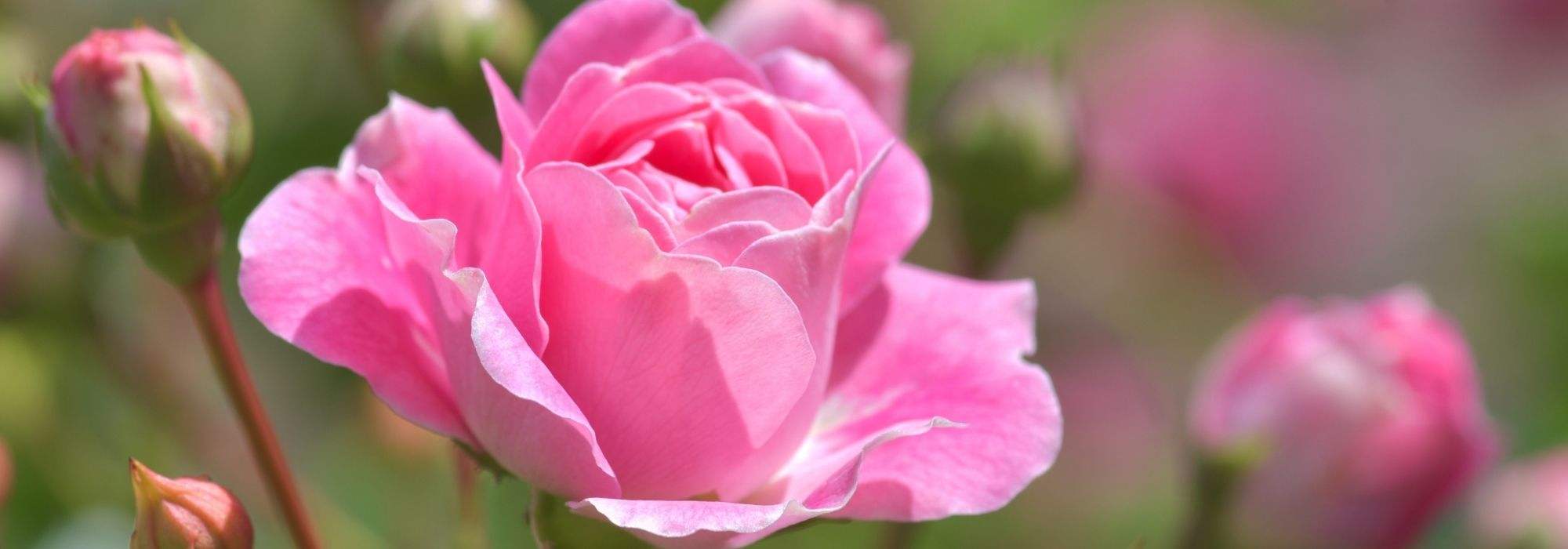 12 thornless or nearly thornless roses