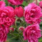 9 old roses with pink flowers