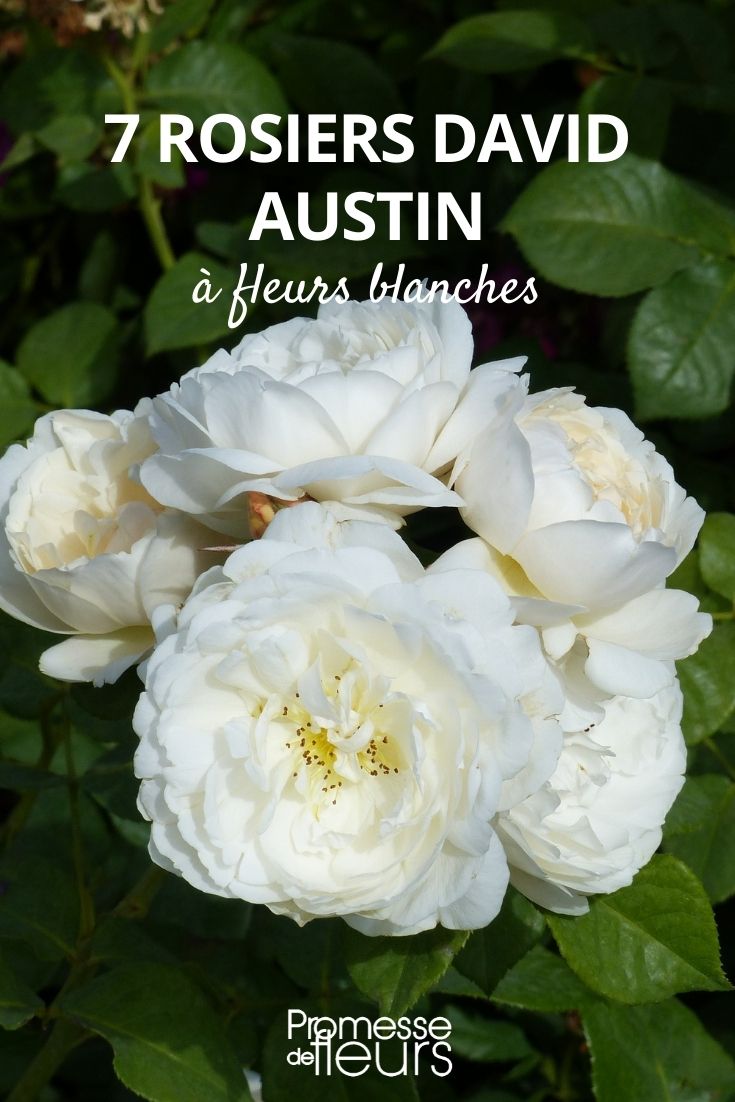 Austin Roses with White Flowers