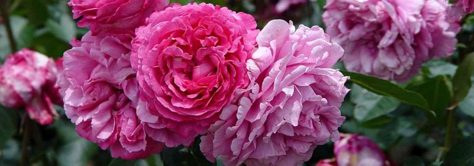 9 bush roses with large pink flowers