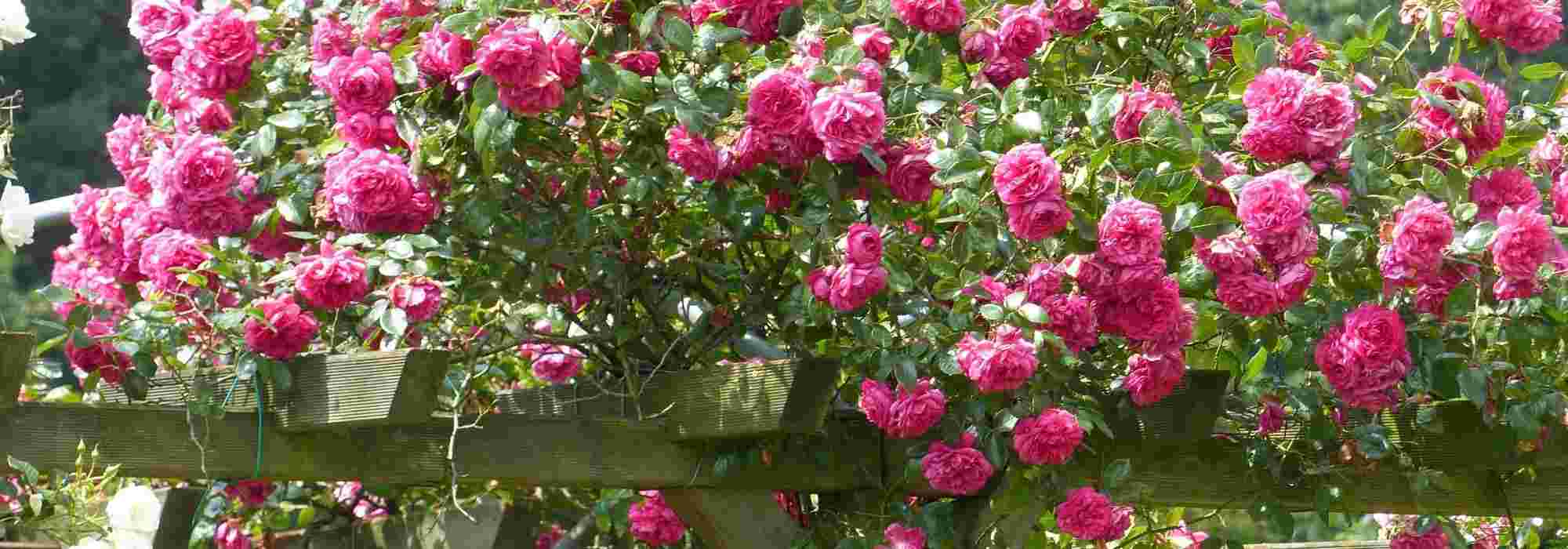 Climbing roses: 8 pink-flowered varieties