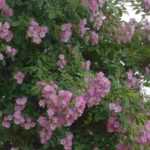 8 pink flowering climbers