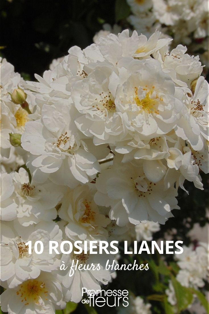 10 white-flowered liana roses