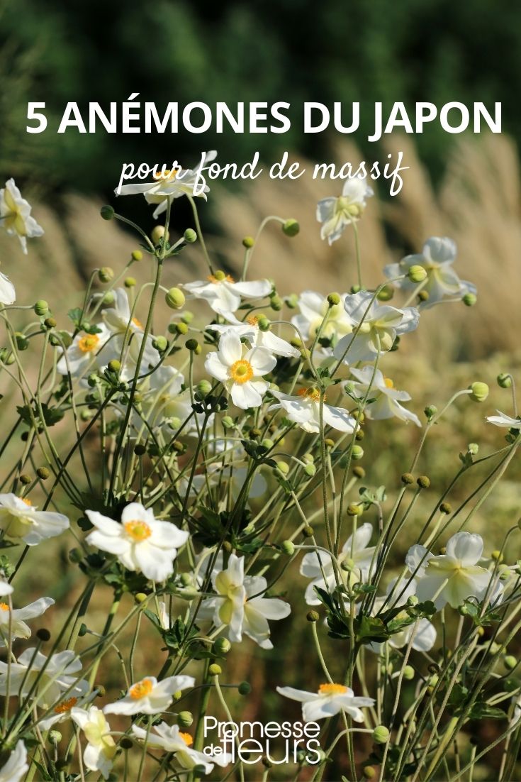 5 Japanese Anemones for Back of Border