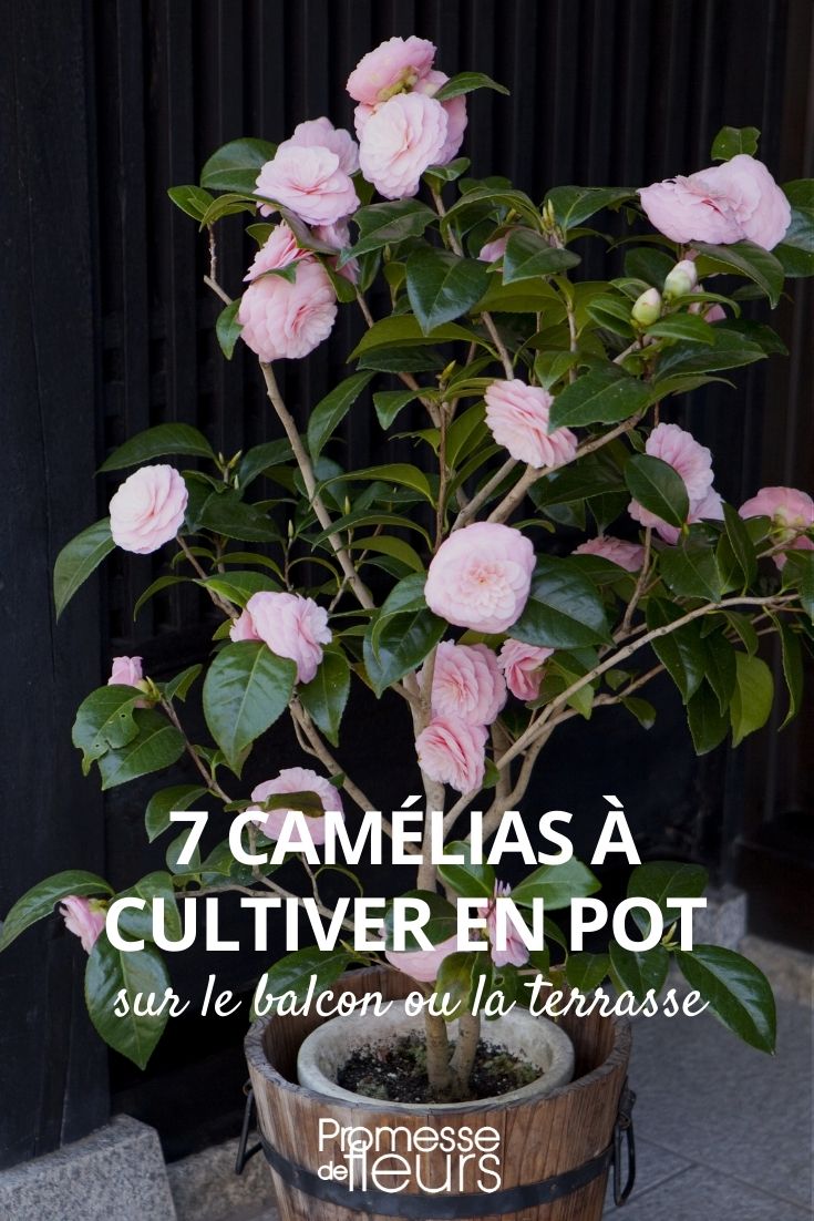 7 Camellias to Grow in Pots