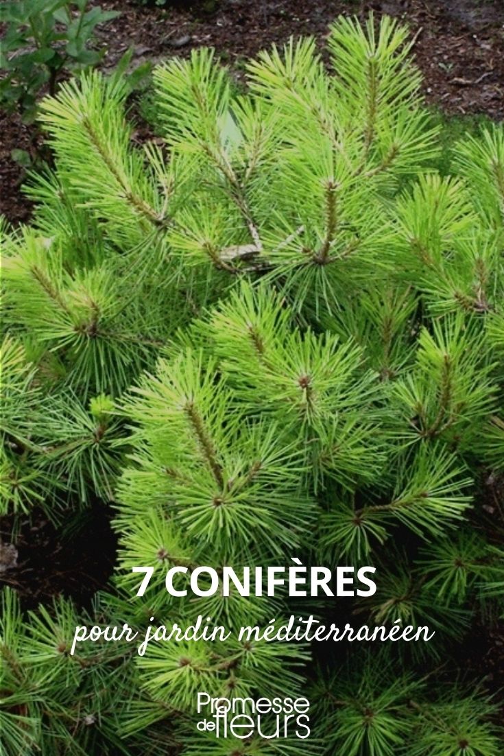 7 Conifers for a Mediterranean Garden