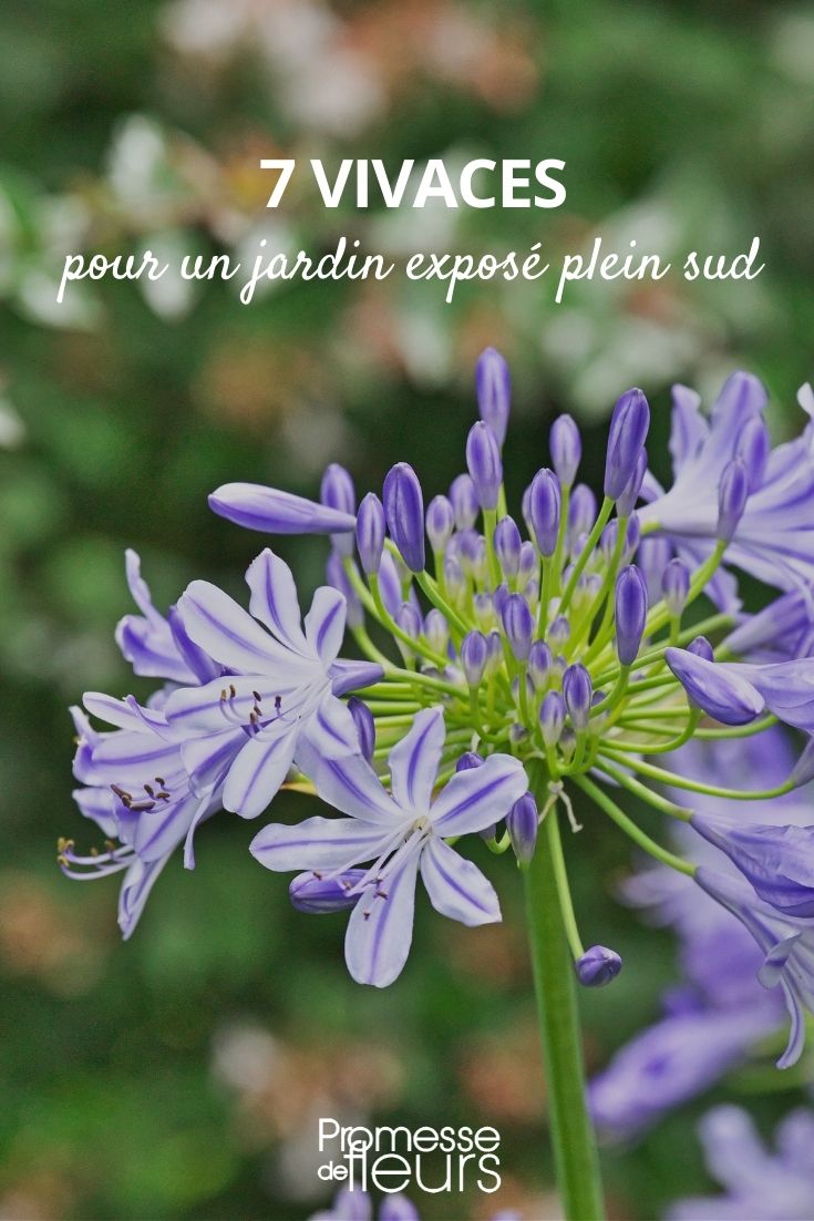 7 Perennials for a South-Facing Garden