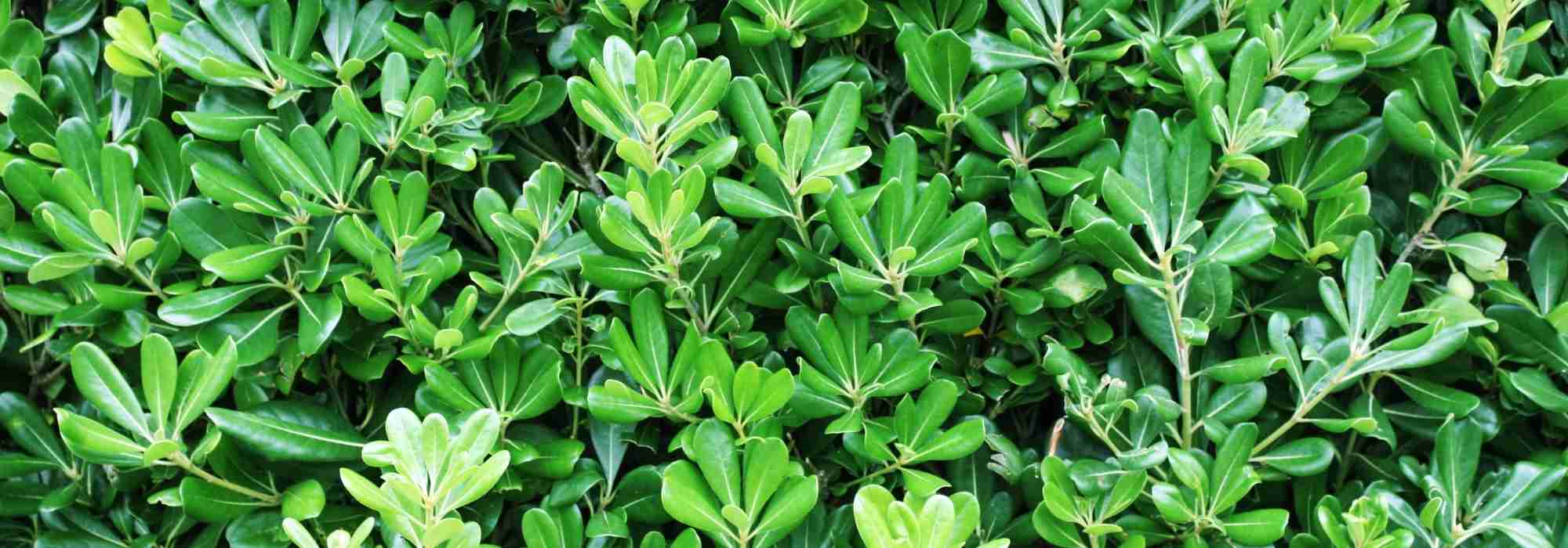7 bushes for a south-facing garden