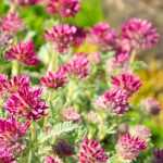 Anthyllis: planting, growing, and care