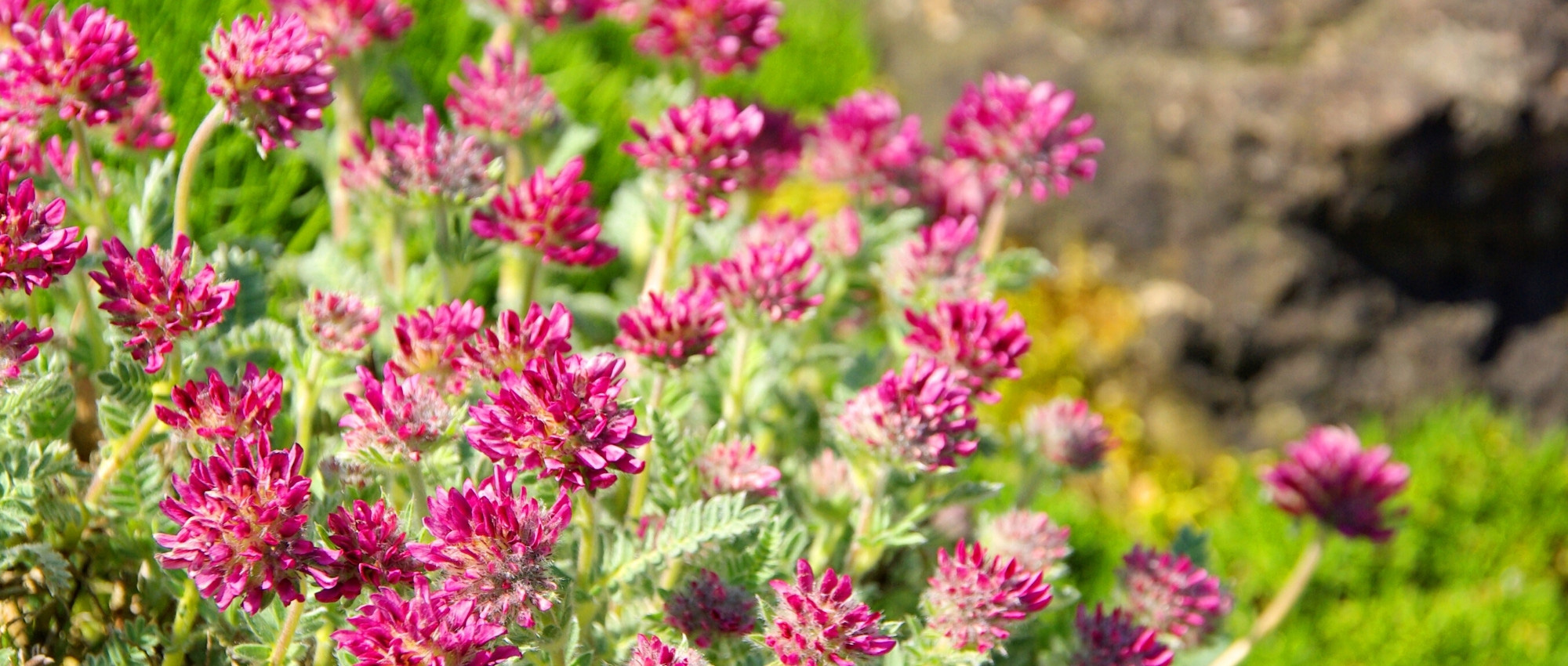 Anthyllis: planting, growing, and care