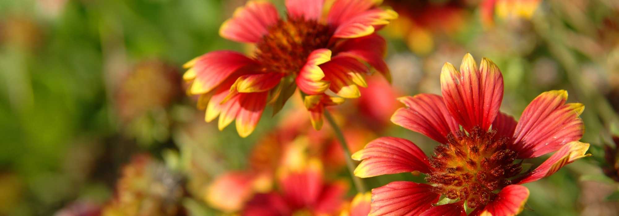 Growing gaillardia in pots