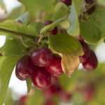 Growing dogwood for its fruits