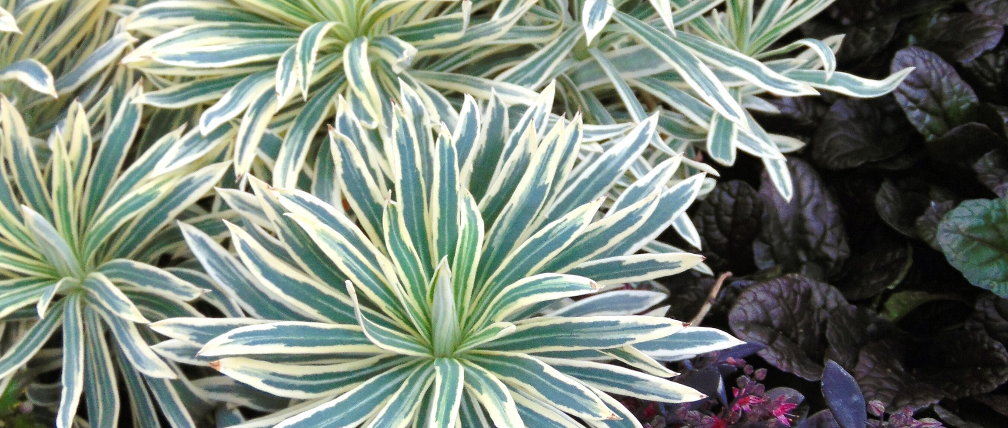 7 variegated euphorbias