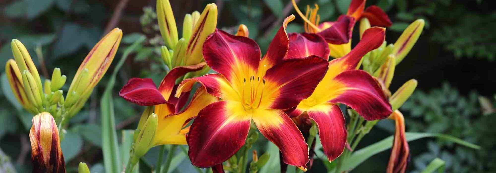 7 red daylilies