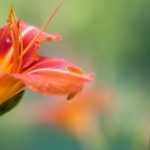 Growing a daylily in a pot