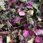 Perilla (shiso): sowing, caring for, and harvesting