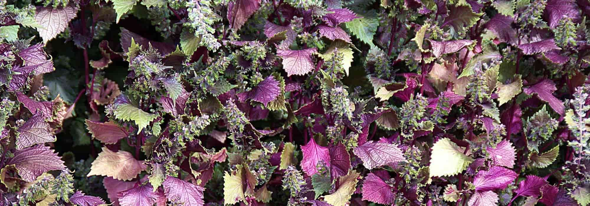 Perilla (shiso): sowing, caring for, and harvesting