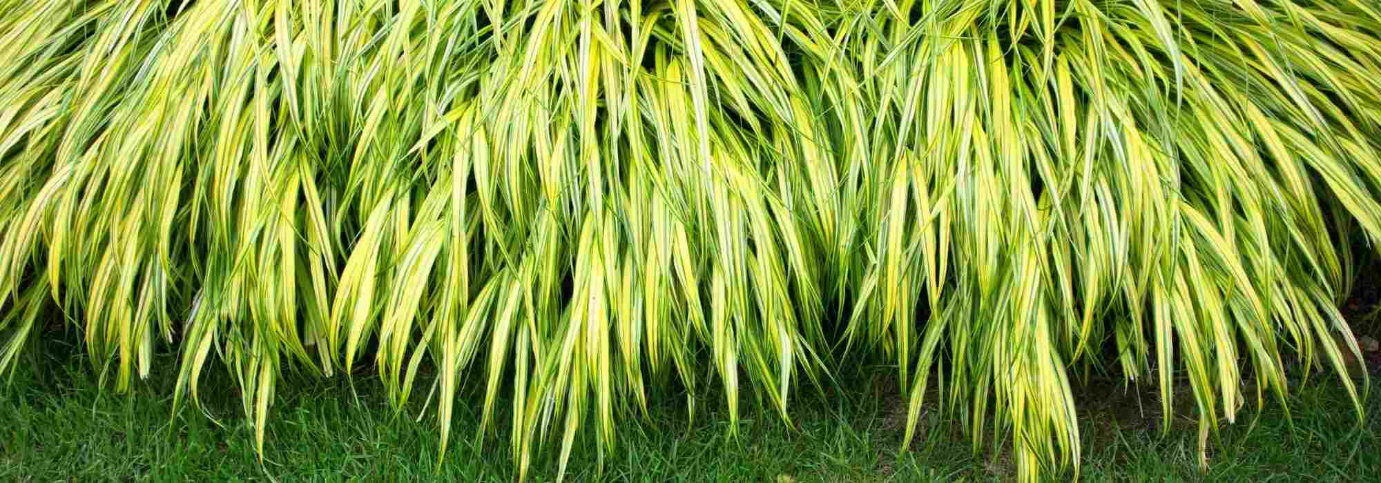 Slow-to-establish plants