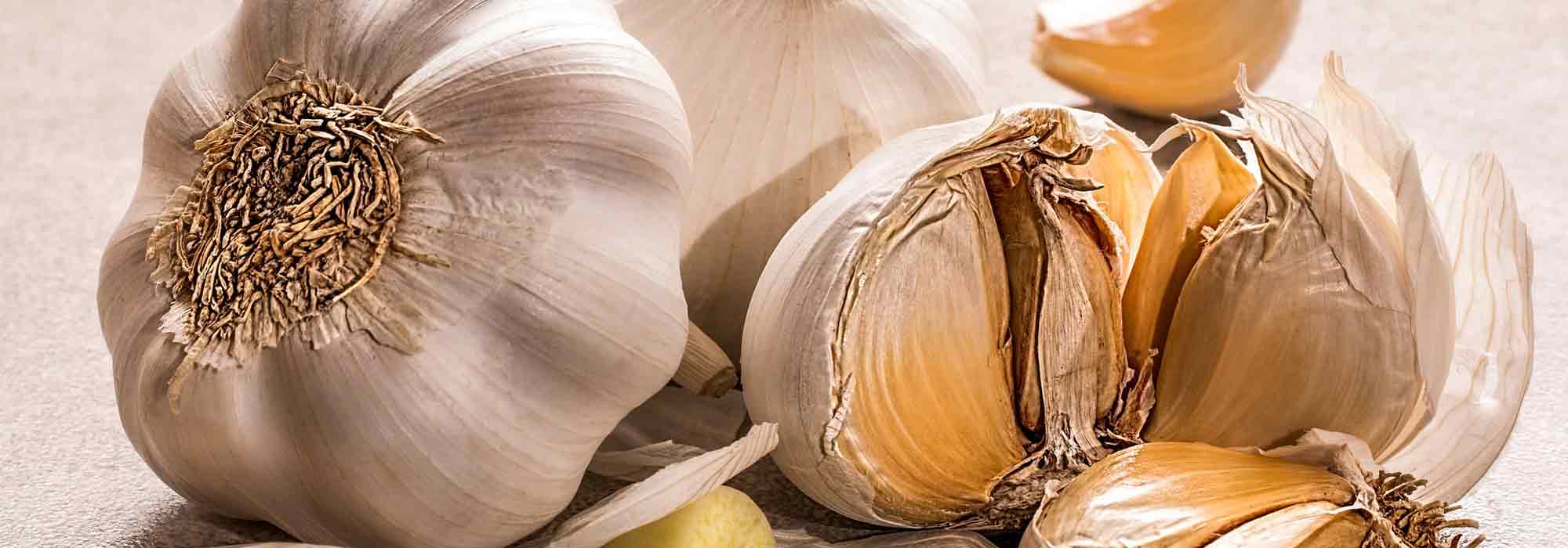 Garlic manure or garlic decoction: recipe and uses in the garden
