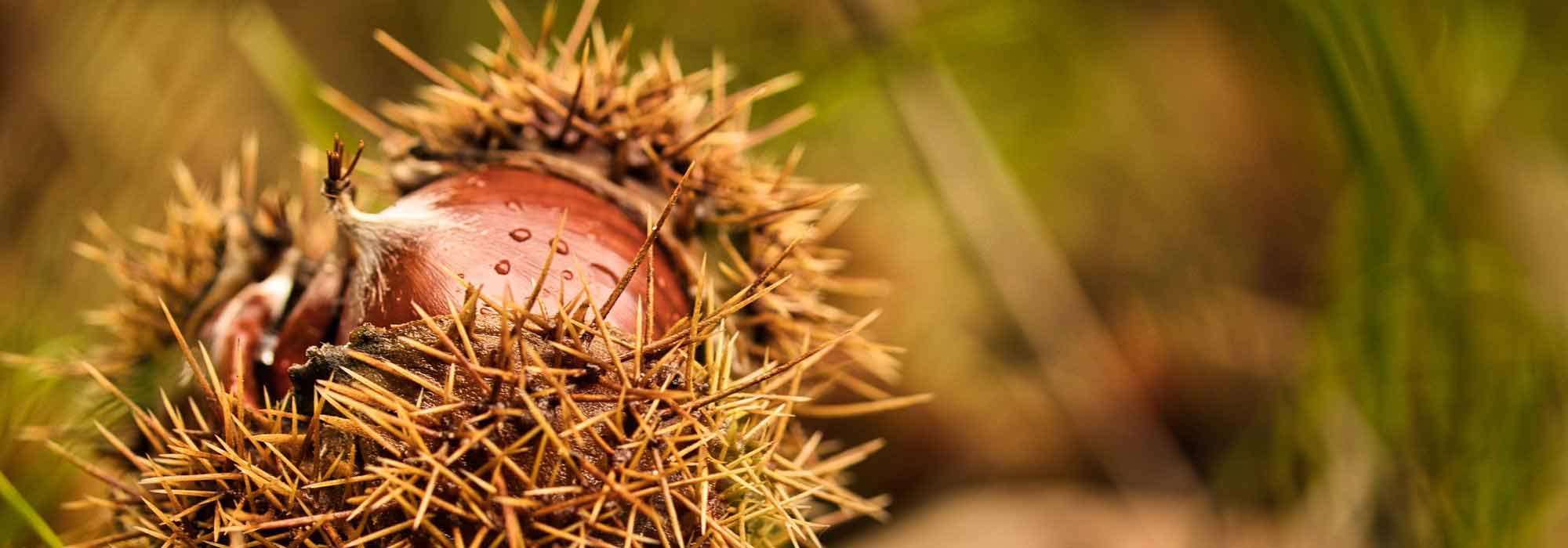 Harvesting and storing chestnuts
