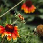 How to sow gaillardias?
