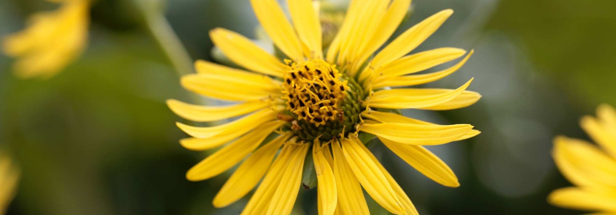 Silphium: planting, growing